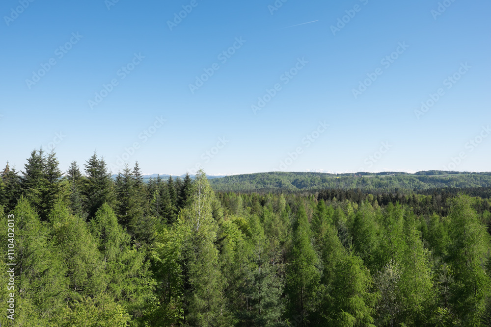 Waldlandschaft im Frühling Tannenbaum Waldlandschaft im Frühling Tannenbaum