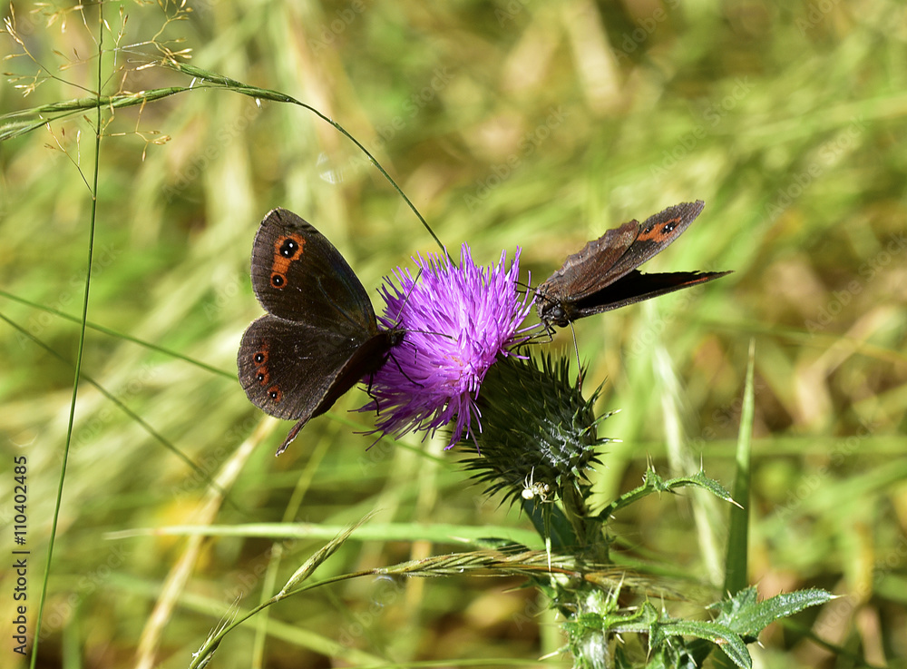 Fototapeta premium Erebia Neoridas
