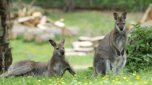two red-necked wallaby kangaroo photo