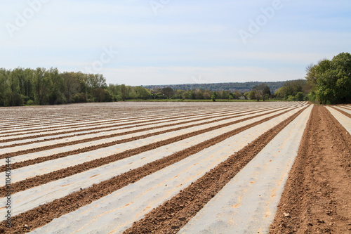 Sussex Farmland