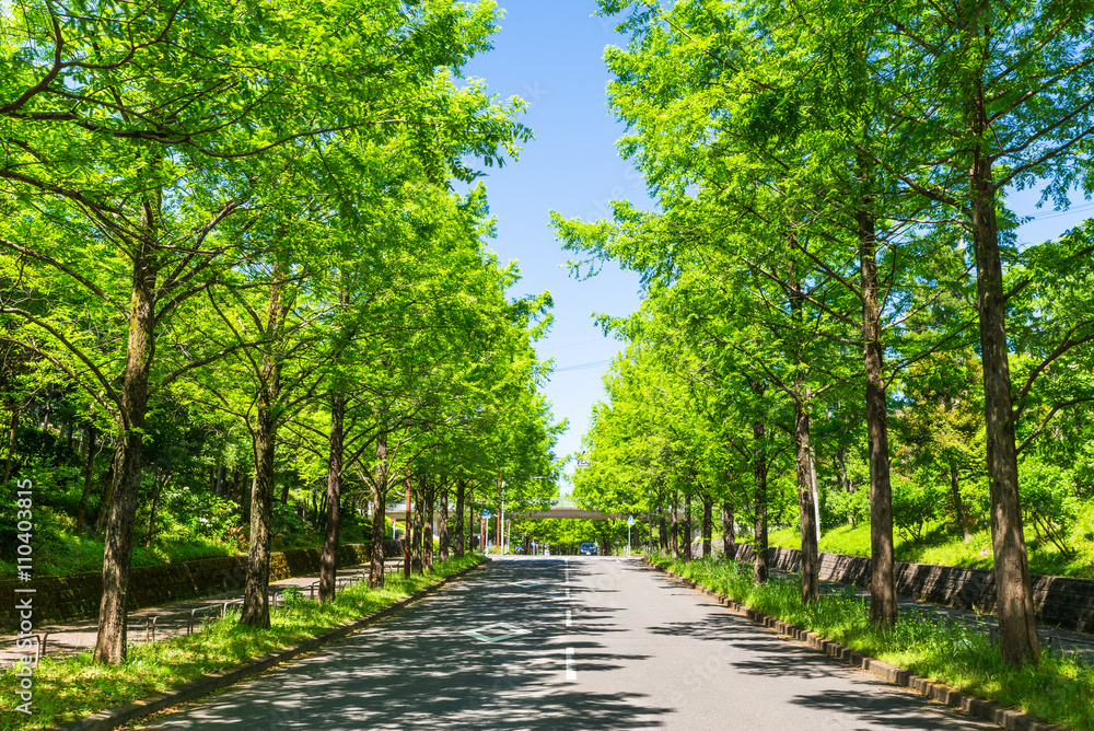 新緑が眩しいメタセコイアの並木道 新緑が眩しいメタセコイアの並木道