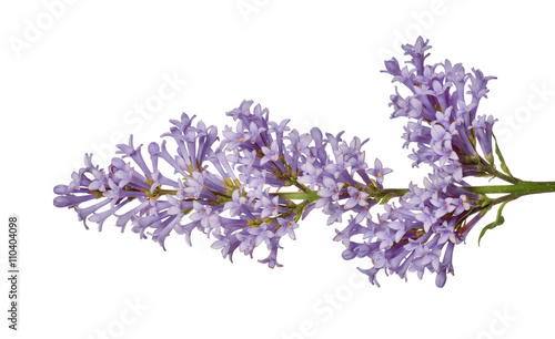 light violet color isolated lilac floral branch