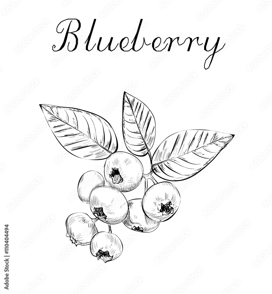Fototapeta premium Blueberries sketch vector illustration