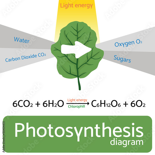 Photosynthesis diagram. Schematic vector illustration of the photosynthetic process. 
