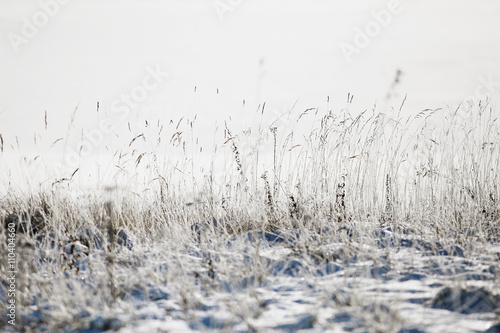winter, grass covered with white rime