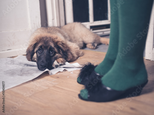 Puppy with face on pee pad photo