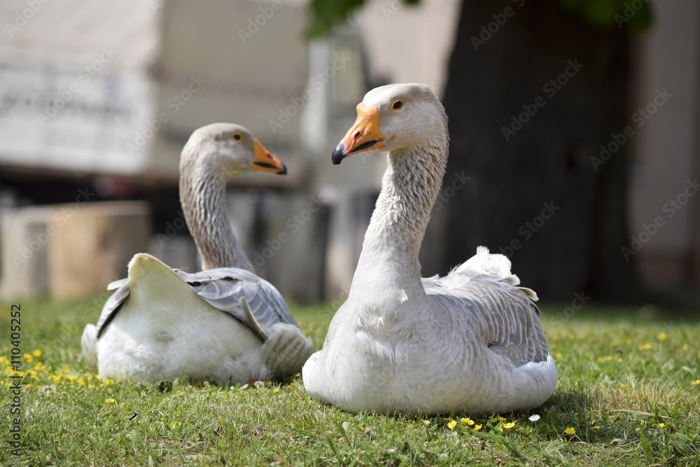 Fototapeta premium satisfied gray geese on the farm
