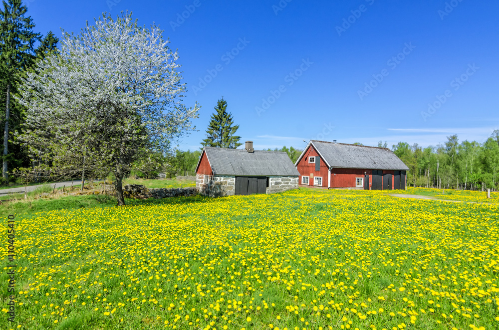 Swedish cowshed in spring