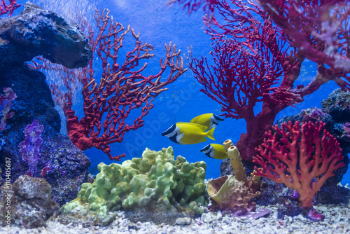 Beautiful yellow sea Fish and coral tank