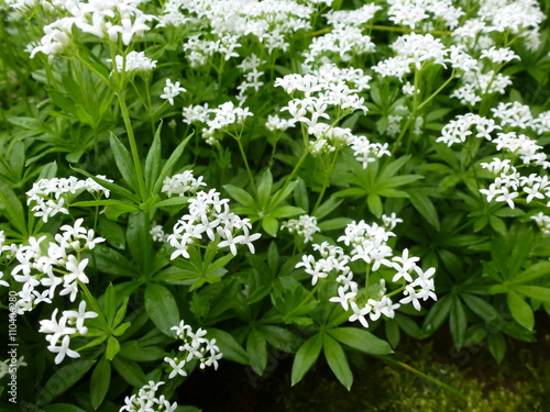 Blühender Waldmeister