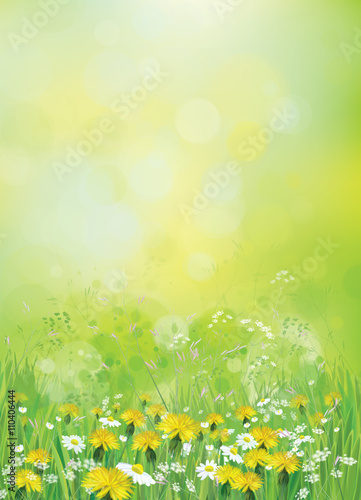 Vector nature background with chamomiles and dandelions.