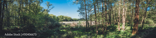 panorama of forest