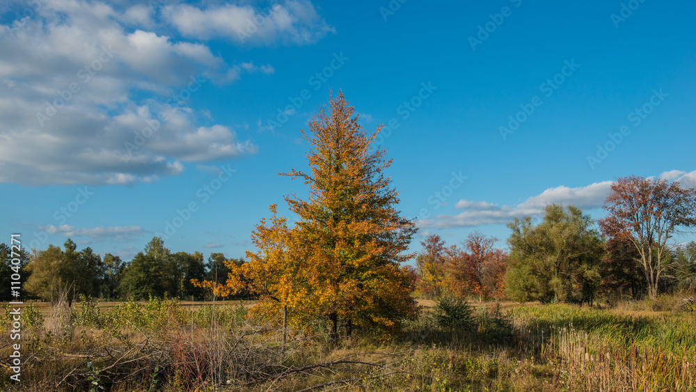 pear tree pear tree