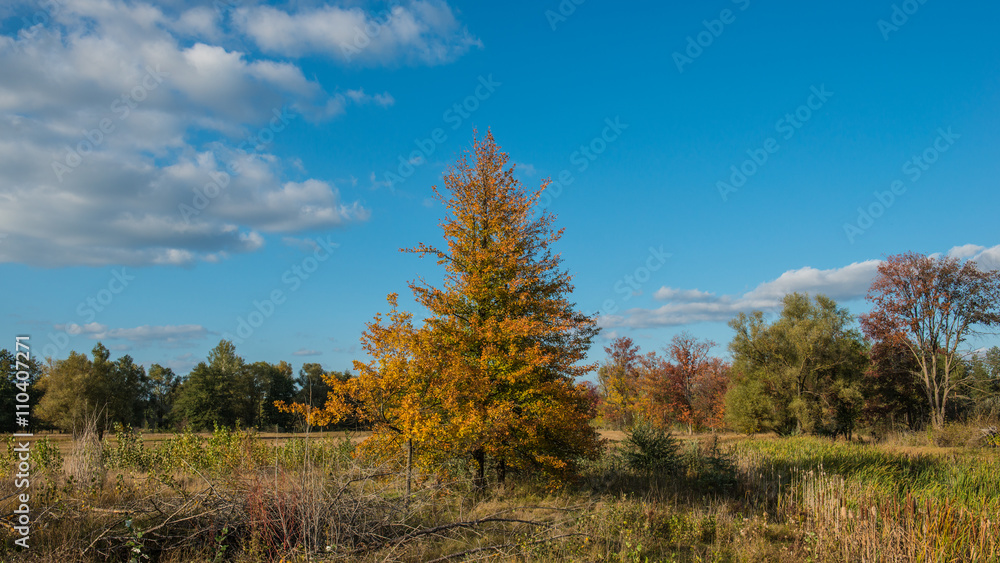 pear tree