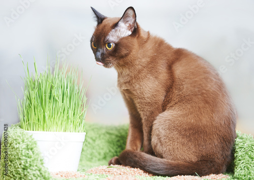 Fotografia american burmese cat with green pet grass