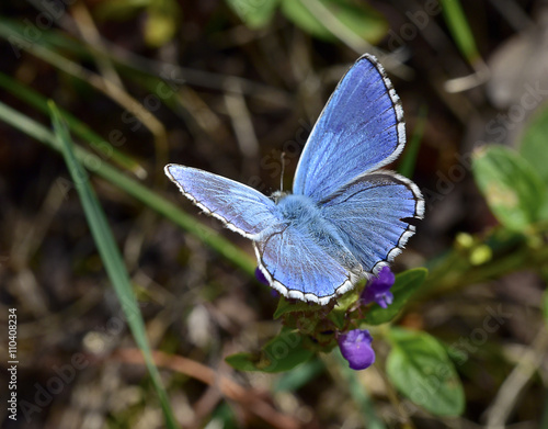  Polyommatus ( Meleageria ) bellargus   photo