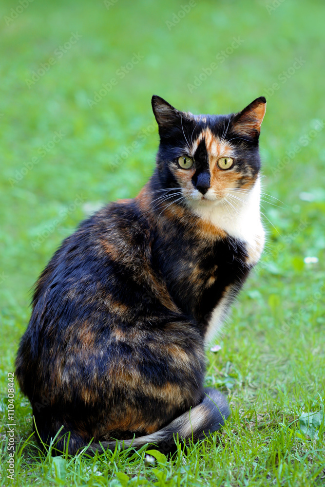 Katze in Schildpattfärbung sitzt im Gras, Glückskatze