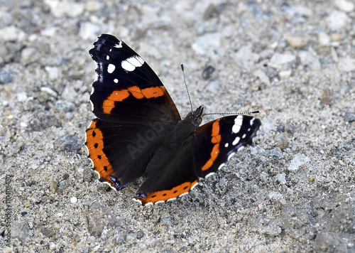 Vanessa  Atalanta photo