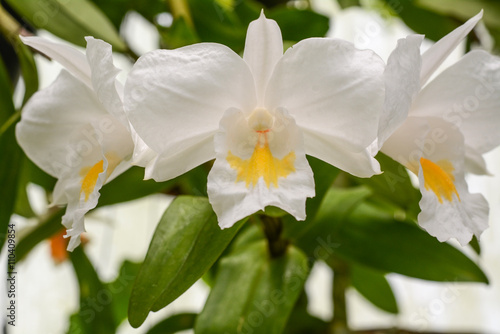 Cattleya John Lindley