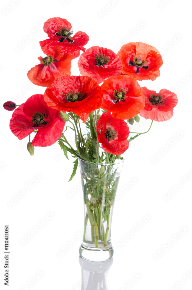Bouquet of red poppies in glass vase isolated on white