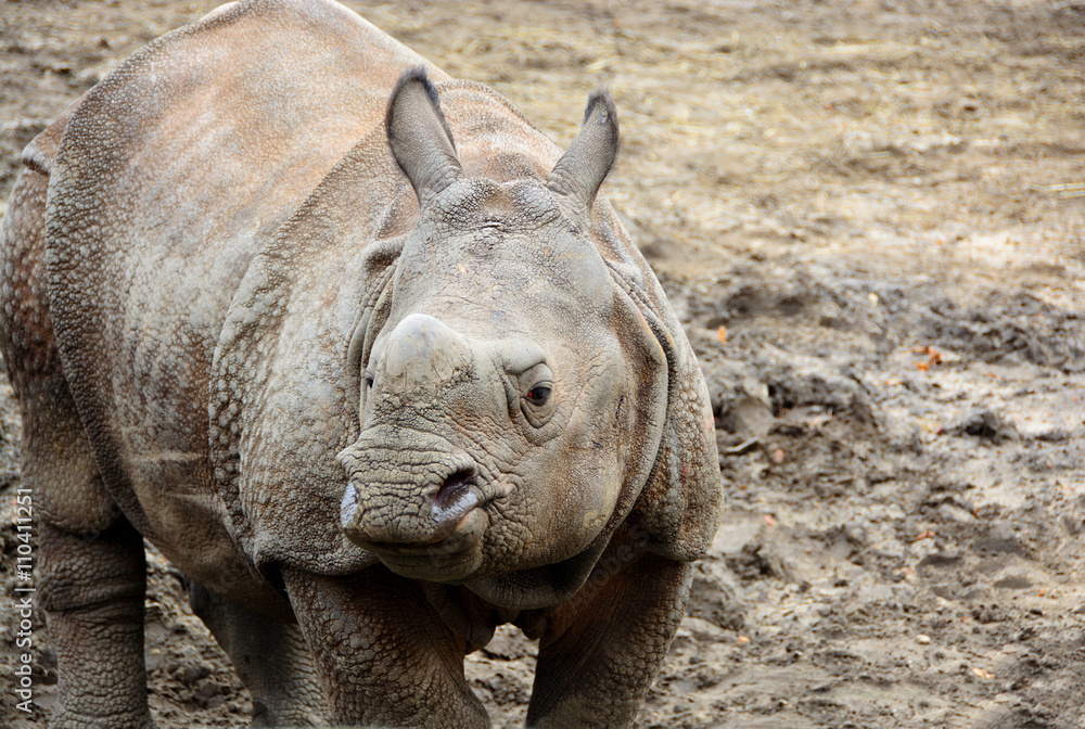 Naklejka premium Beautiful Indian One Horned Rhinoceros. Curious young rhino.