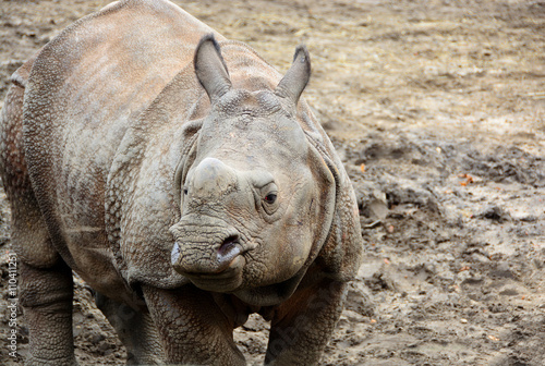Beautiful Indian One Horned Rhinoceros. Curious young rhino.