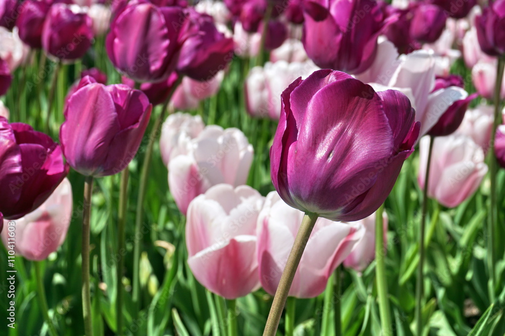 Detail of a violet (purple) flower among many pink and white lilies, in the city garden bed as a symbol of love and beauty Detail of a violet (purple) flower among many pink and white lilies, in the city garden bed as a symbol of love and beauty