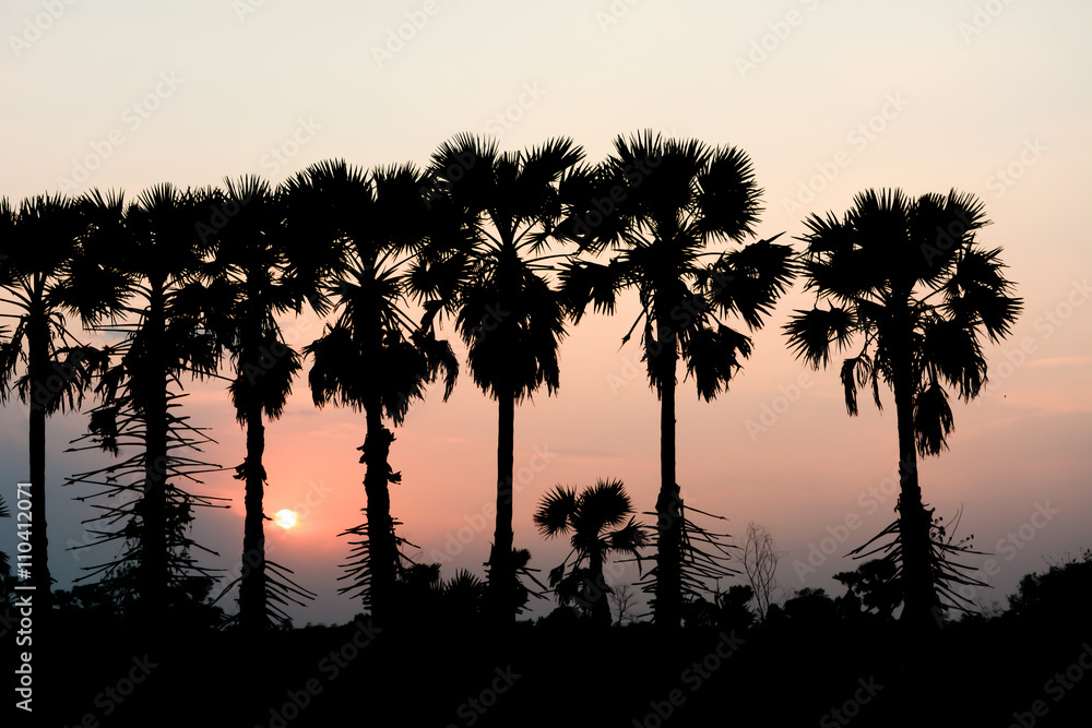 Asian Palmyra palm silhouette sunset background.