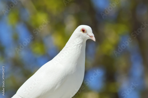 beautiful white dove close-up © Alexey Maltsev