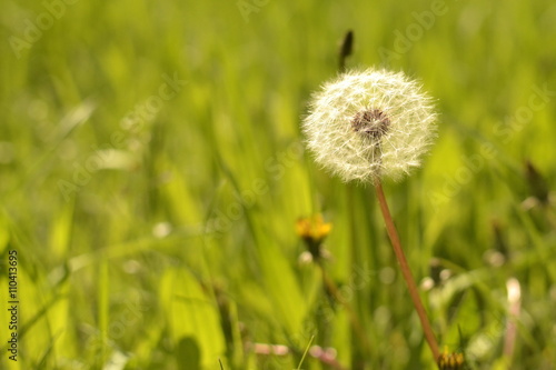 Spring fluffy dandelion on a background of green grass, desktop