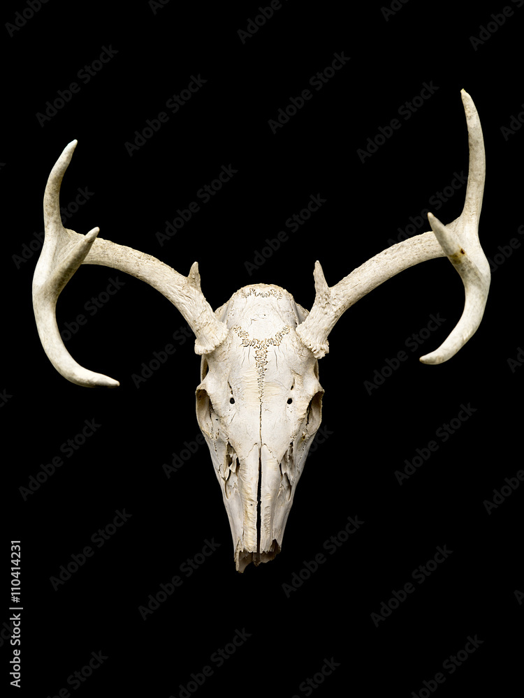 Fototapeta premium close-up of reindeer skull.