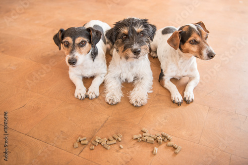 Gehorsame Hunde machen Platz auf Kommando  und meiden Futter - Jack Russell Terrier  © Karoline Thalhofer