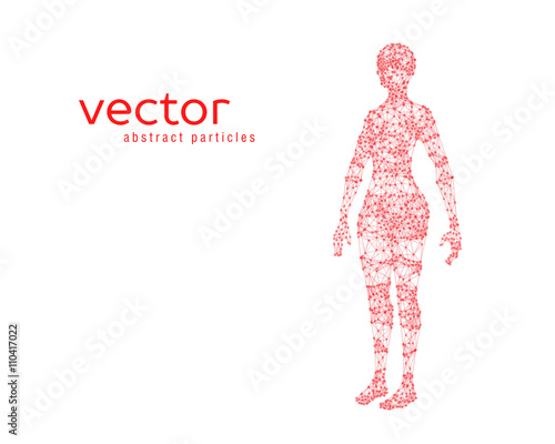Vector illustration of female body