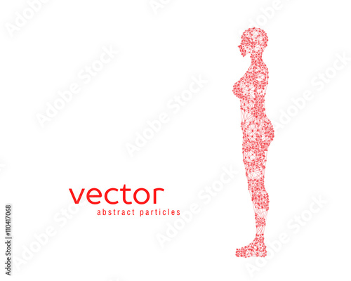 Vector illustration of female body