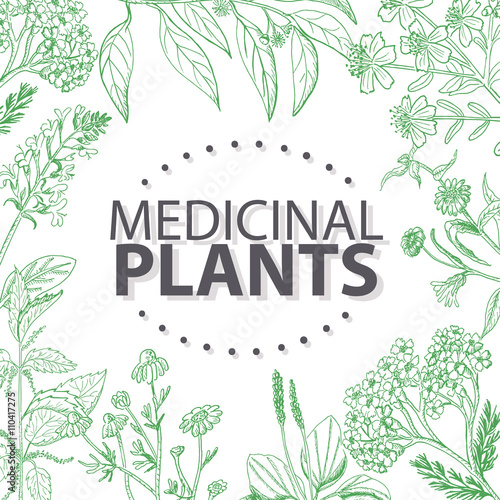 Vector background with medical herbs