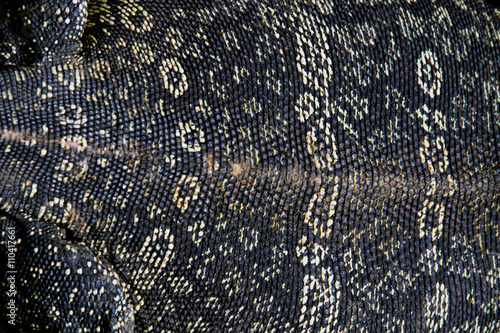 the texture of life Monitor lizard skin