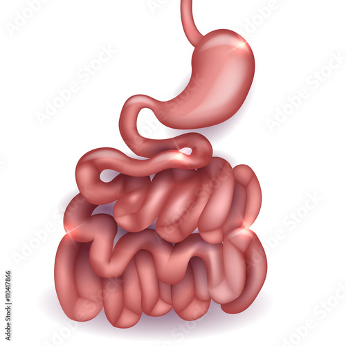 Small intestine and stomach anatomy