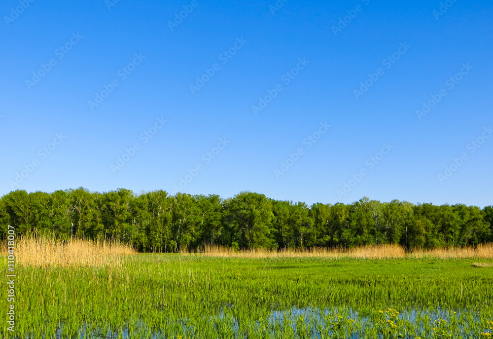 Fototapeta premium Dnieper marshes