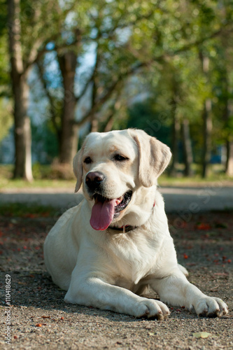 white labrador dog head