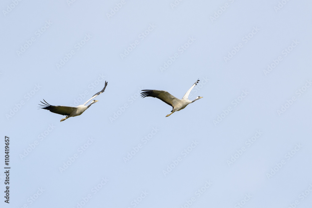 Common cranes (Grus grus) flying against blue sky, Lac du Der, Haute Marne, France.