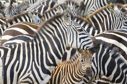 Plains zebra (Equus burchellii) portrait from mother with foal in herd, Serengeti national park, Tanzania.