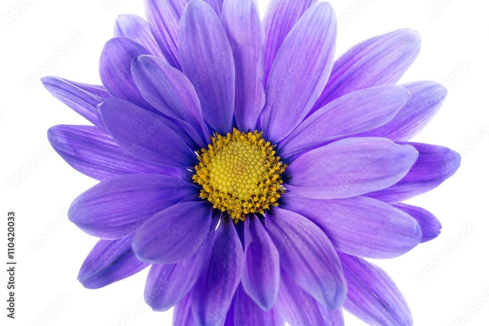 close up image of violet daisy