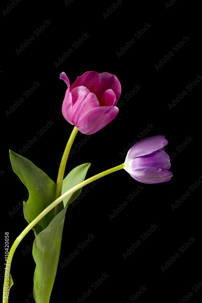 two tulips on dark