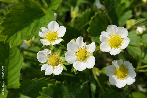 of strawberries flowers of