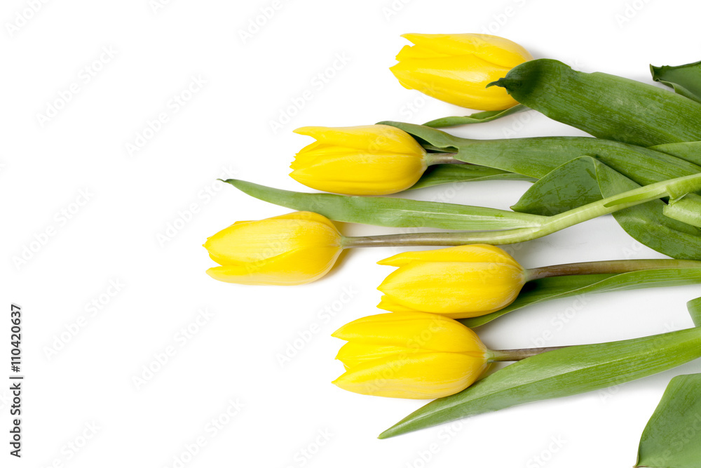 Obraz premium tulips on white