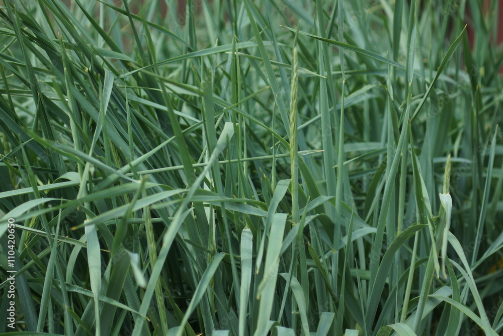 Obraz premium Natural background of green grass