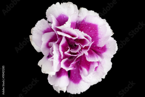 pink carnation flower on dark