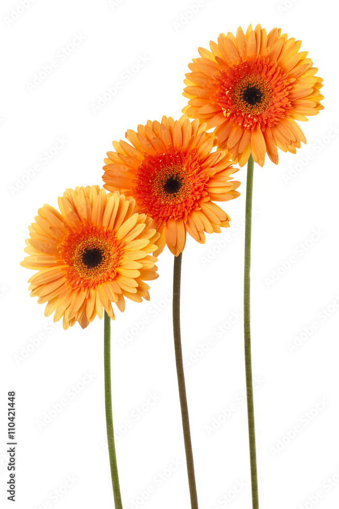 three yellow daisies. three yellow daisies.