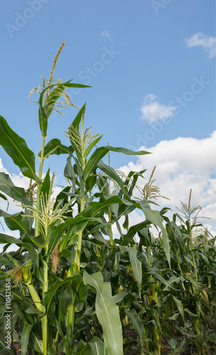 Fotografija Maize cornfield