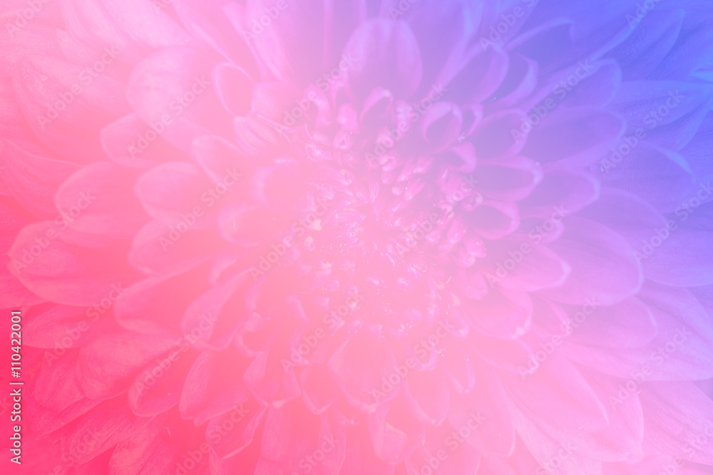 Beautiful soft flower background made with color filters